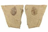 Plant Leaf Fossil Pos/Neg - McAbee, BC #262226-1